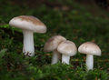 Hygrophorus agathosmus